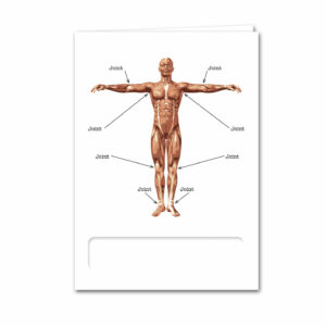 Human Anatomy 101